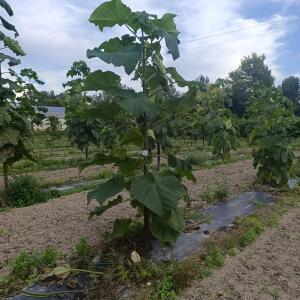 Paulownia en France - 7 September 2025