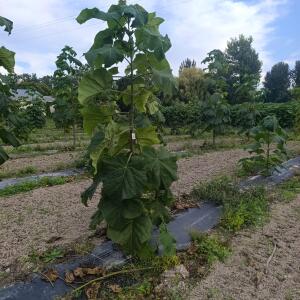Paulownia en France - 7 September 2025