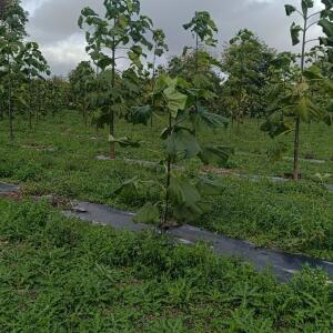 Paulownia en France - 20 October 2025