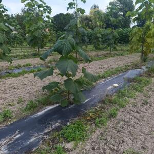 Paulownia en France - 7 September 2025