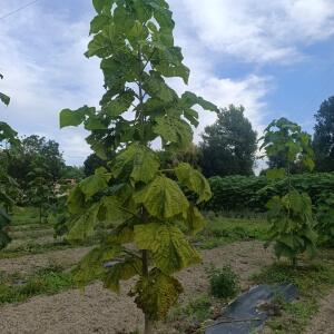 Paulownia en France - 7 September 2025