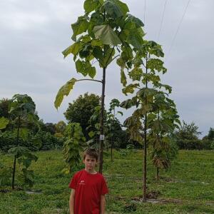 Paulownia en France - 19 October 2025
