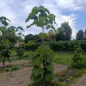 Paulownia en France - 7 September 2025