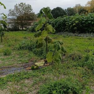 Paulownia en France - 19 October 2025