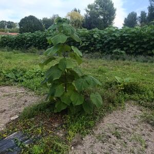 Paulownia en France - 7 September 2025
