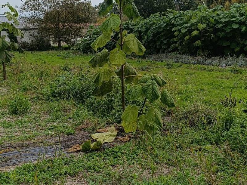 Paulownia en France
