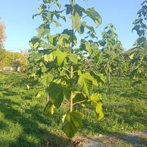 Paulownia en France - 17 October 2025
