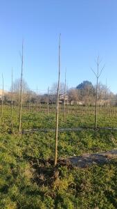 Paulownia en France - 4 January 2026