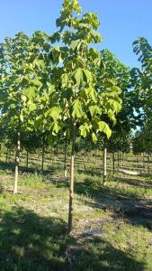 Paulownia en France
