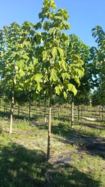 Tree #1127