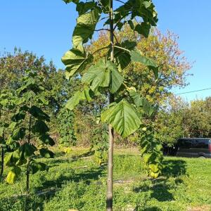Paulownia en France - 17 October 2025