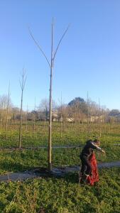 Paulownia en France - 4 January 2026
