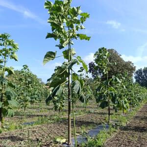Paulownia en France - 3 September 2025