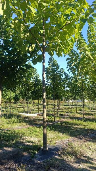 Tree #1128