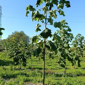 Paulownia en France - 17 October 2025