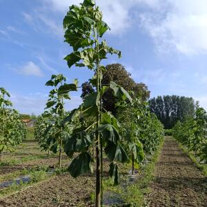 Paulownia en France - 3 September 2025