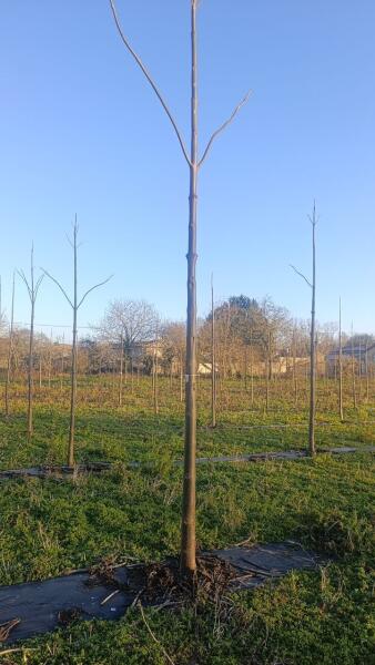 Paulownia en France