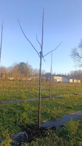 Paulownia en France - 4 January 2026