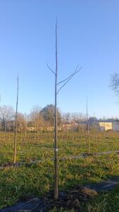 Paulownia en France - 4 January 2026