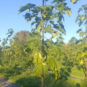 Paulownia en France - 17 October 2025
