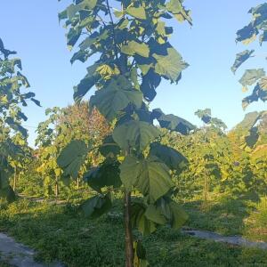 Paulownia en France - 17 October 2025