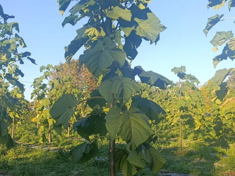 Paulownia en France