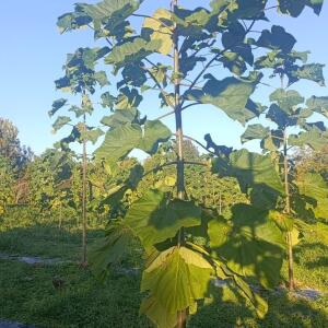 Paulownia en France - 17 October 2025
