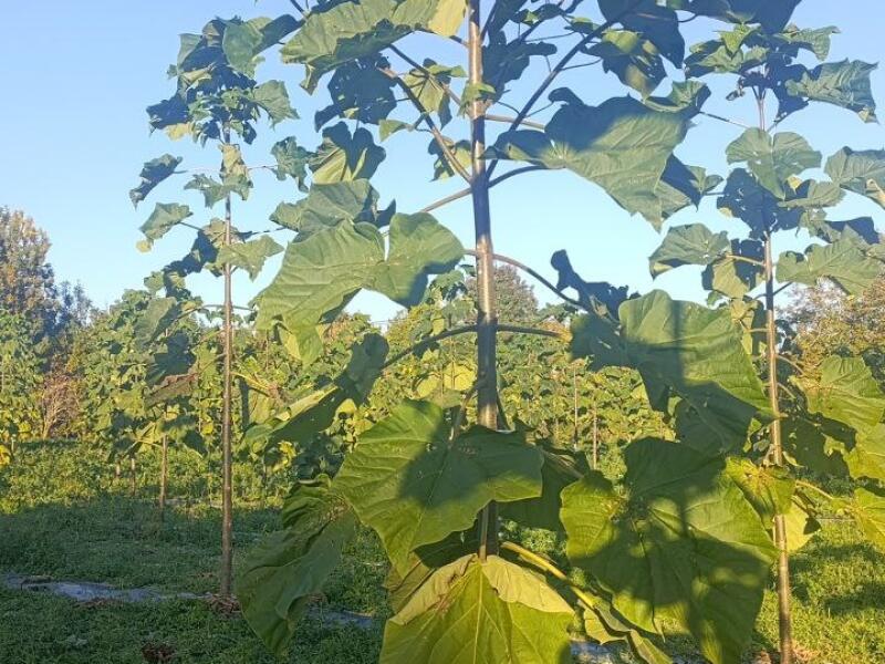 Paulownia en France