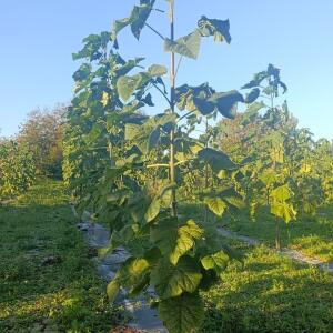 Paulownia en France - 17 October 2025