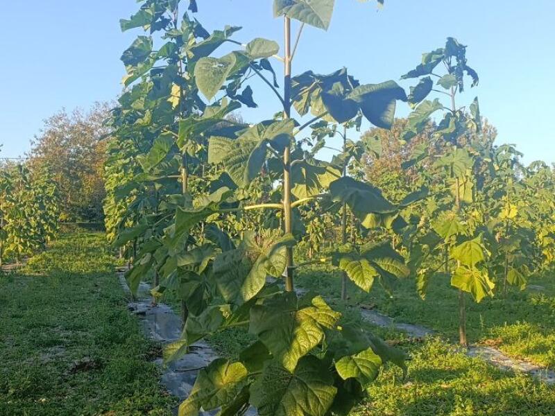 Paulownia en France