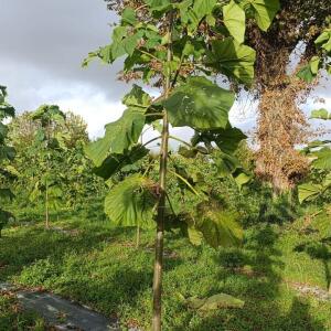 Paulownia en France - 20 October 2025