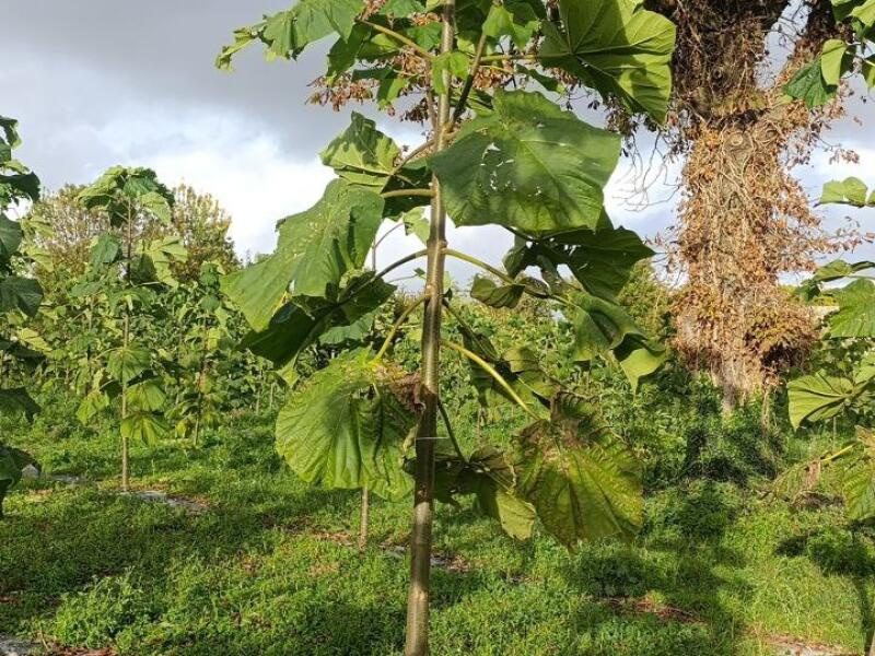Paulownia en France