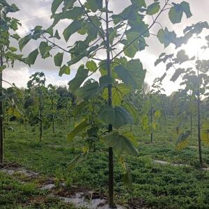 Paulownia en France - 20 October 2025