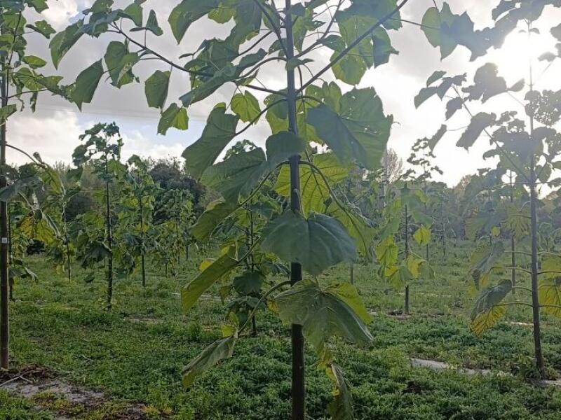 Paulownia en France
