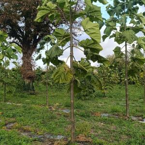 Paulownia en France - 20 October 2025