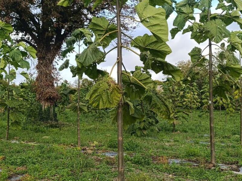 Paulownia en France