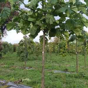 Paulownia en France - 20 October 2025