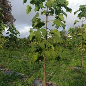 Paulownia en France - 20 October 2025