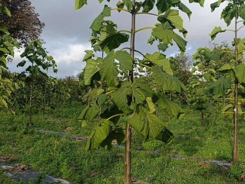 Paulownia en France