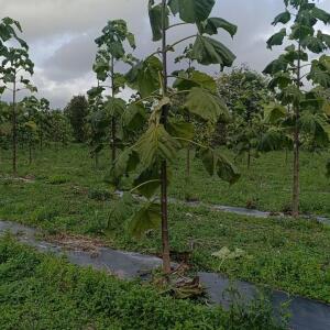 Paulownia en France - 20 October 2025