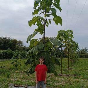 Paulownia en France - 19 October 2025