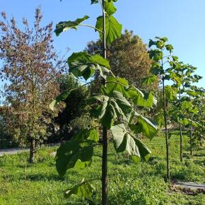 Paulownia en France - 17 October 2025