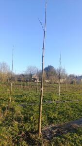 Paulownia en France - 4 January 2026