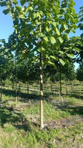 Paulownia en France