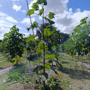 Paulownia en France - 28 August 2025