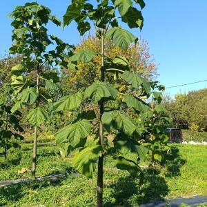 Paulownia en France - 17 October 2025