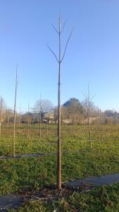 Paulownia en France - 4 January 2026