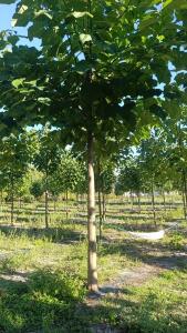 Paulownia en France