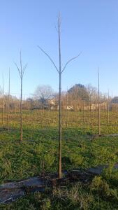 Paulownia en France - 4 January 2026