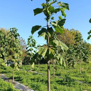 Paulownia en France - 17 October 2025